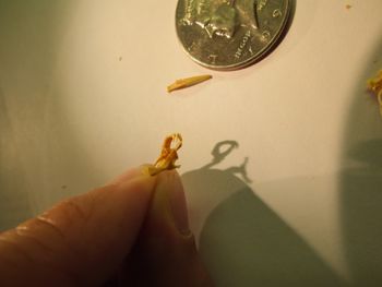 Media type: image;   Herpetology R-131521